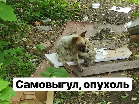 Самовыгул в Иркутске - Поиск животных в Иркутск