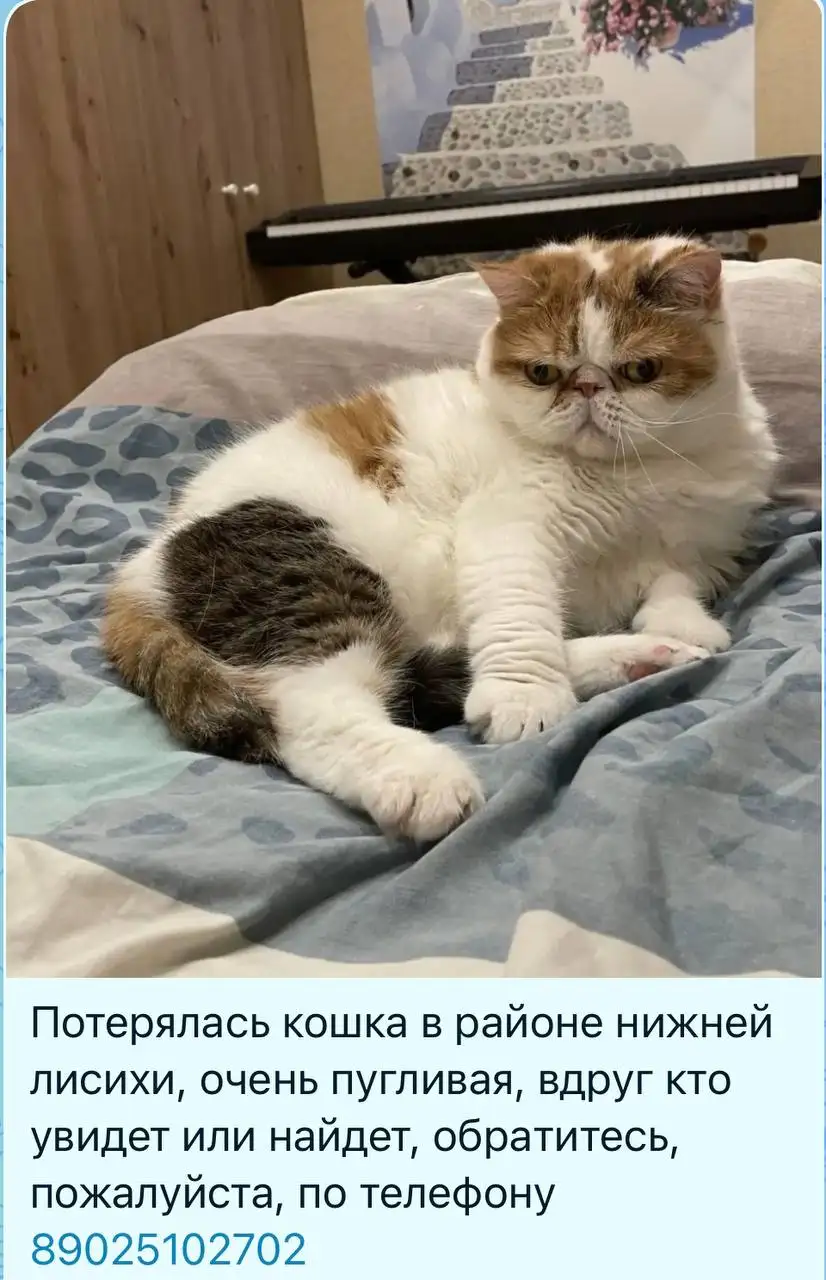 Потеряшка: Кошка - Потеряшки (Животные) в Иркутск