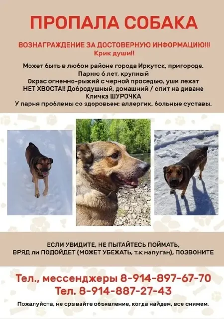 Помощь в поиске пропавшего кота Шурочки - Поиск животных в Иркутск