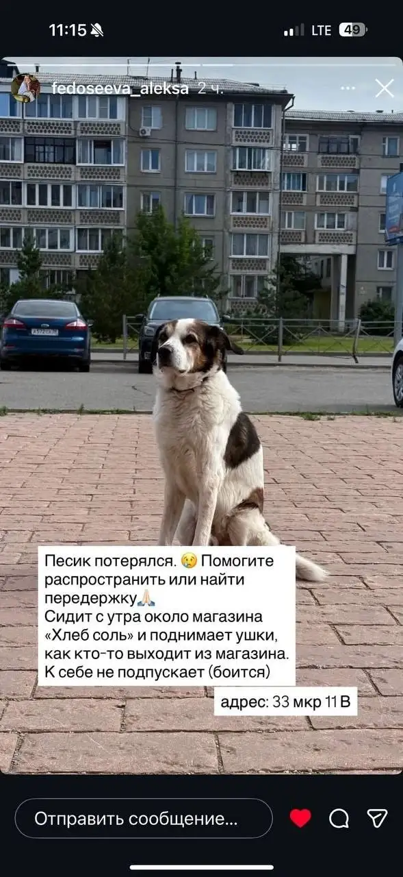 Потерялся пес в Ангарске - Пропажа (Животные) в Ангарск