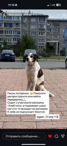 Потерялся пес в Ангарске - Животные в Ангарск