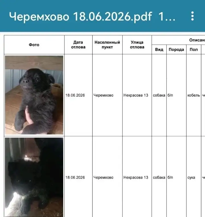Потерянные собаки, найденные в Черемхово - Потеряшки (Животные) в Черемхово