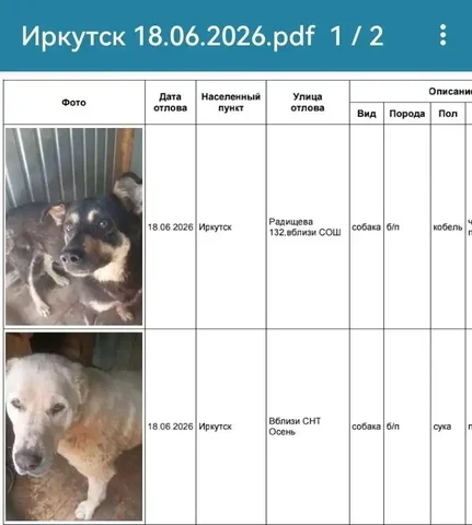 Потерянные собаки в СНТ Осень, Иркутск - Поиск животных в Иркутск