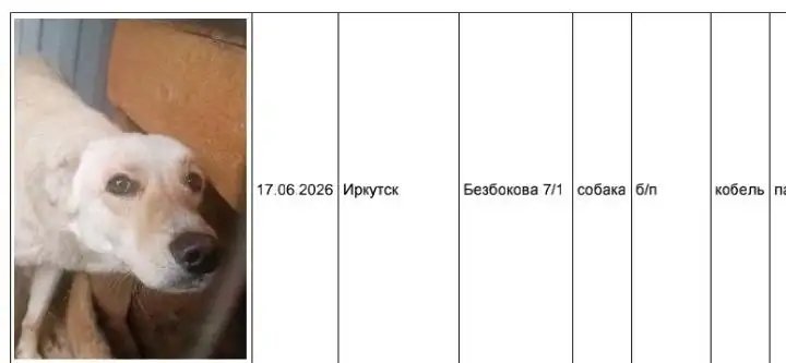 Потеряшки животных в Иркутске - Потеряшки (Животные) в Иркутск