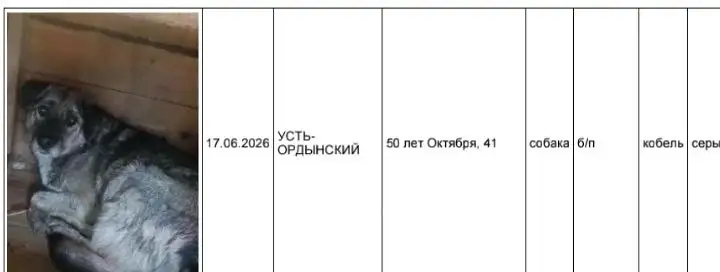 Потерянные собаки в Усть-Ордынском - Потеряшки (Животные) в Усолье-Сибирское