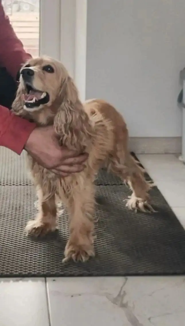 Потерялась собака на АБЗ Максимовщина - Животные в Иркутск