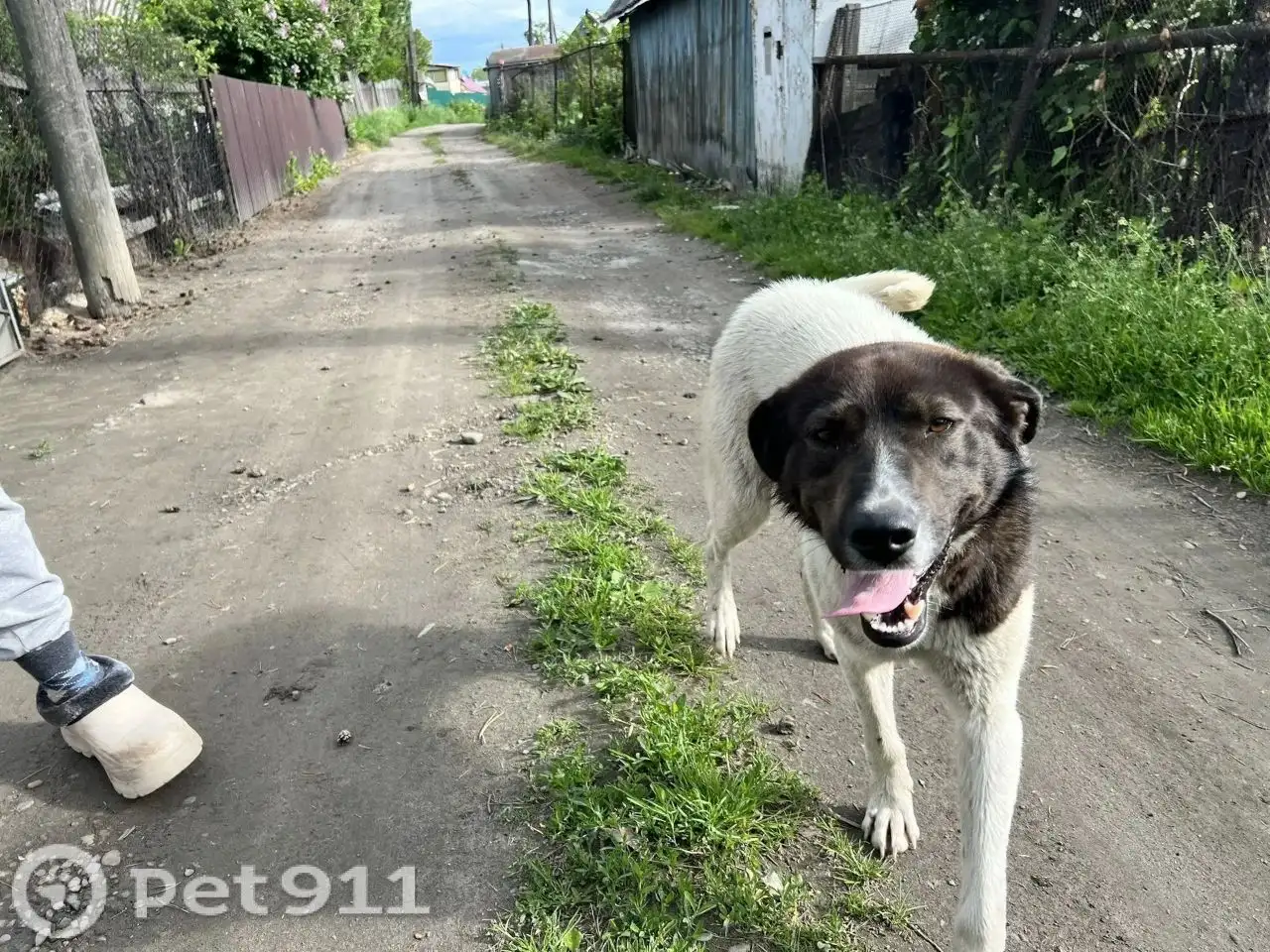 Найдена собака в Ангарске - Найденное животное (Животные) в Ангарск