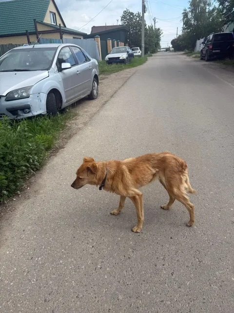 Потерялась собака в Глазково - частное объявление в Иркутск