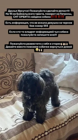 Потеряшка: ищем хозяйку - частное объявление в Иркутск