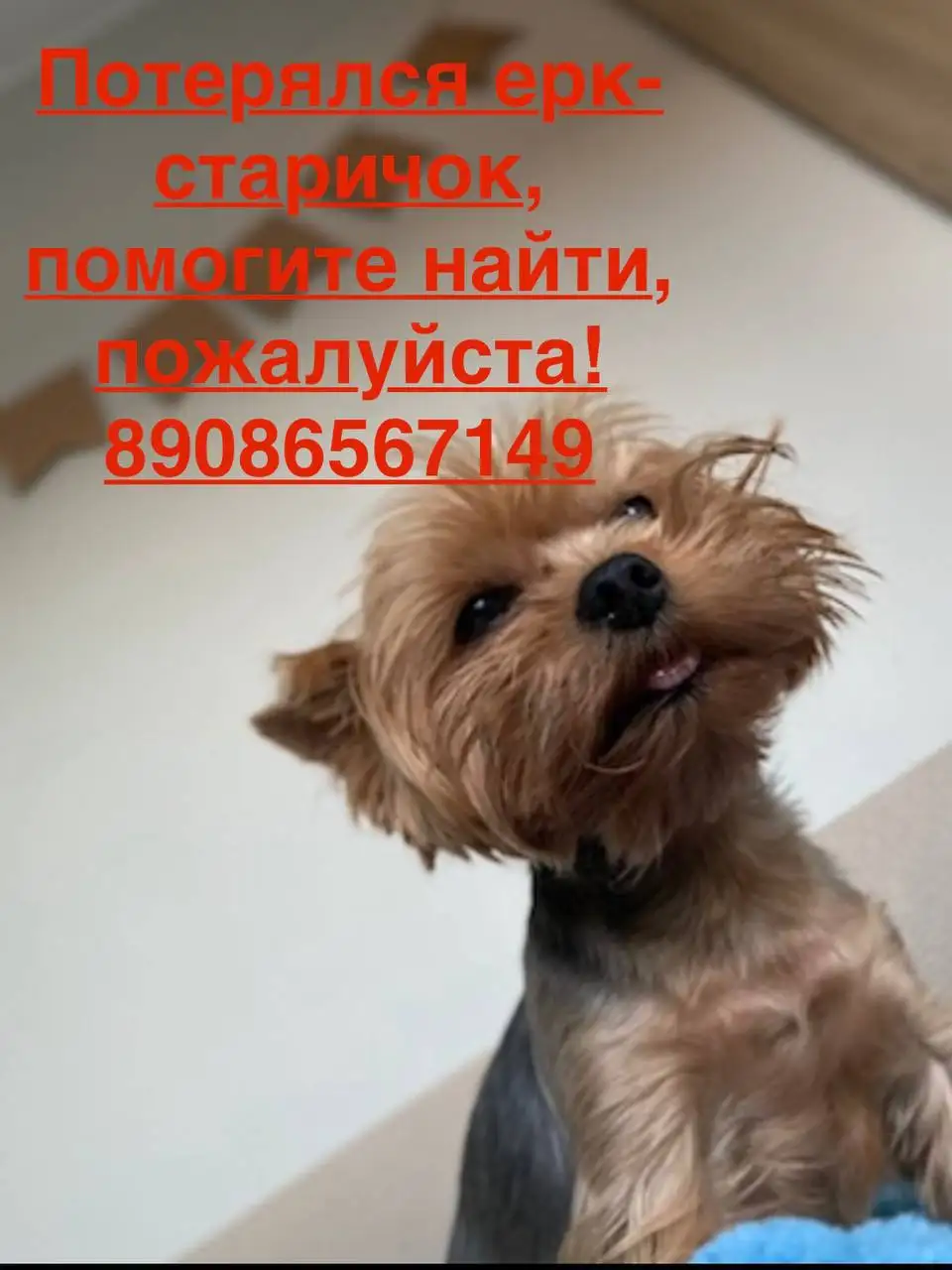 Пропал йоркширский терьер, СНТ Минерал - Пропажа животных (Животные) в Иркутск