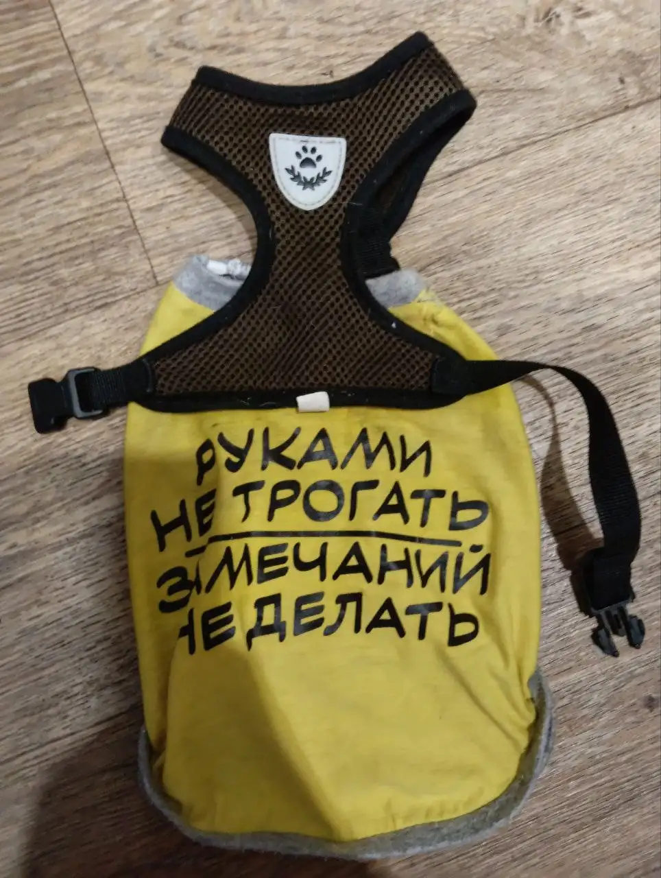 Найдена собака, чихуахуа, 4-й микрорайон - Собаки (Животные) в Иркутск