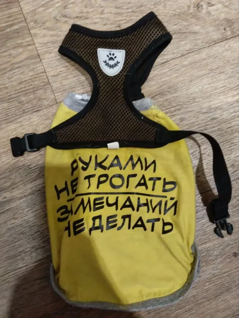 Найдена собака, чихуахуа, 4-й микрорайон - Животные в Иркутск