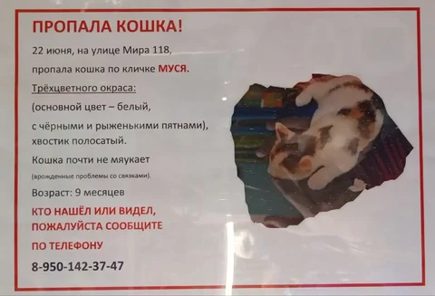 Пропавшая кошка - Животные в Иркутск
