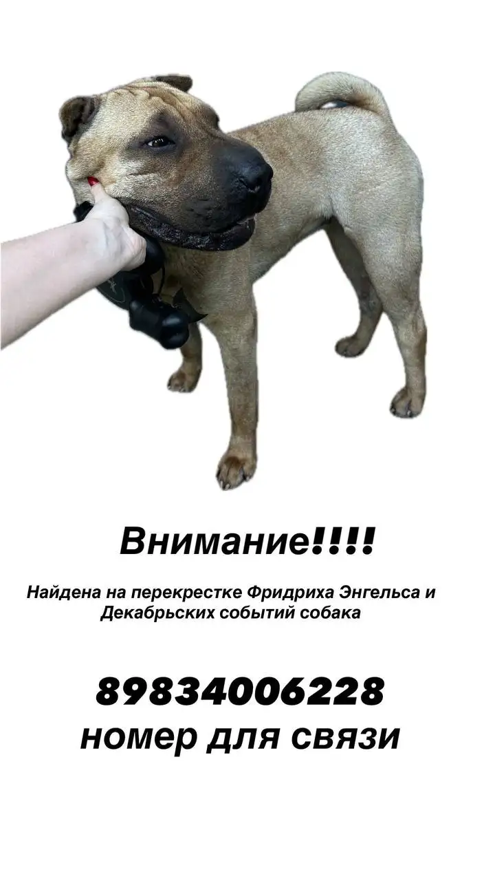 Найдена собака Шарпей - Потеряшки (Животные) в Иркутск