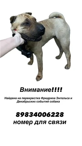 Найдена собака Шарпей - Животные в Иркутск