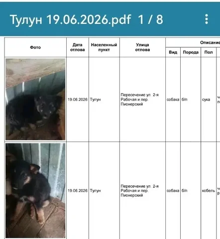 Потеряшка собаки в Тулуне - Животные в Тулун