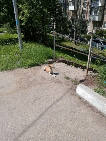 Потеряшка Дюймовочка - Животные в Иркутск