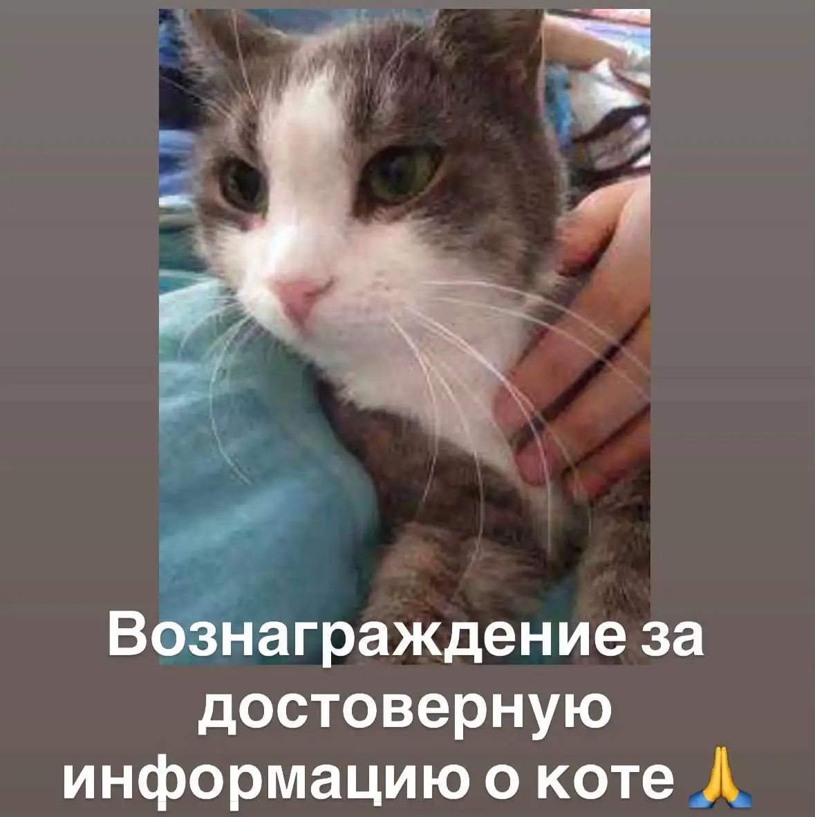 Ищу кота Момо - Потеряшки (Животные) в Иркутск