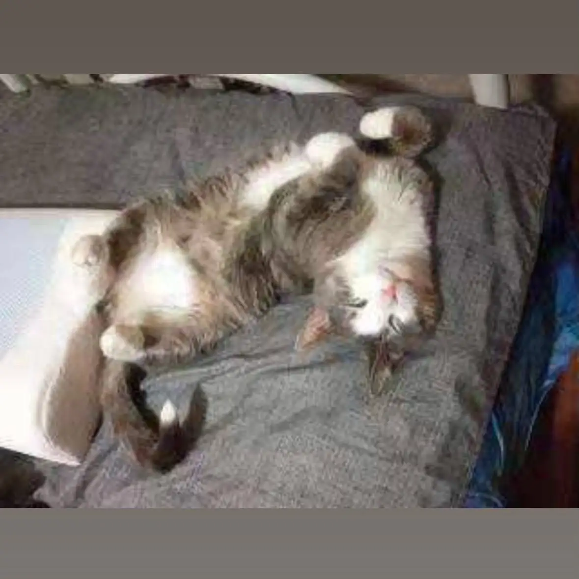 Ищу кота Момо - Потеряшки (Животные) в Иркутск