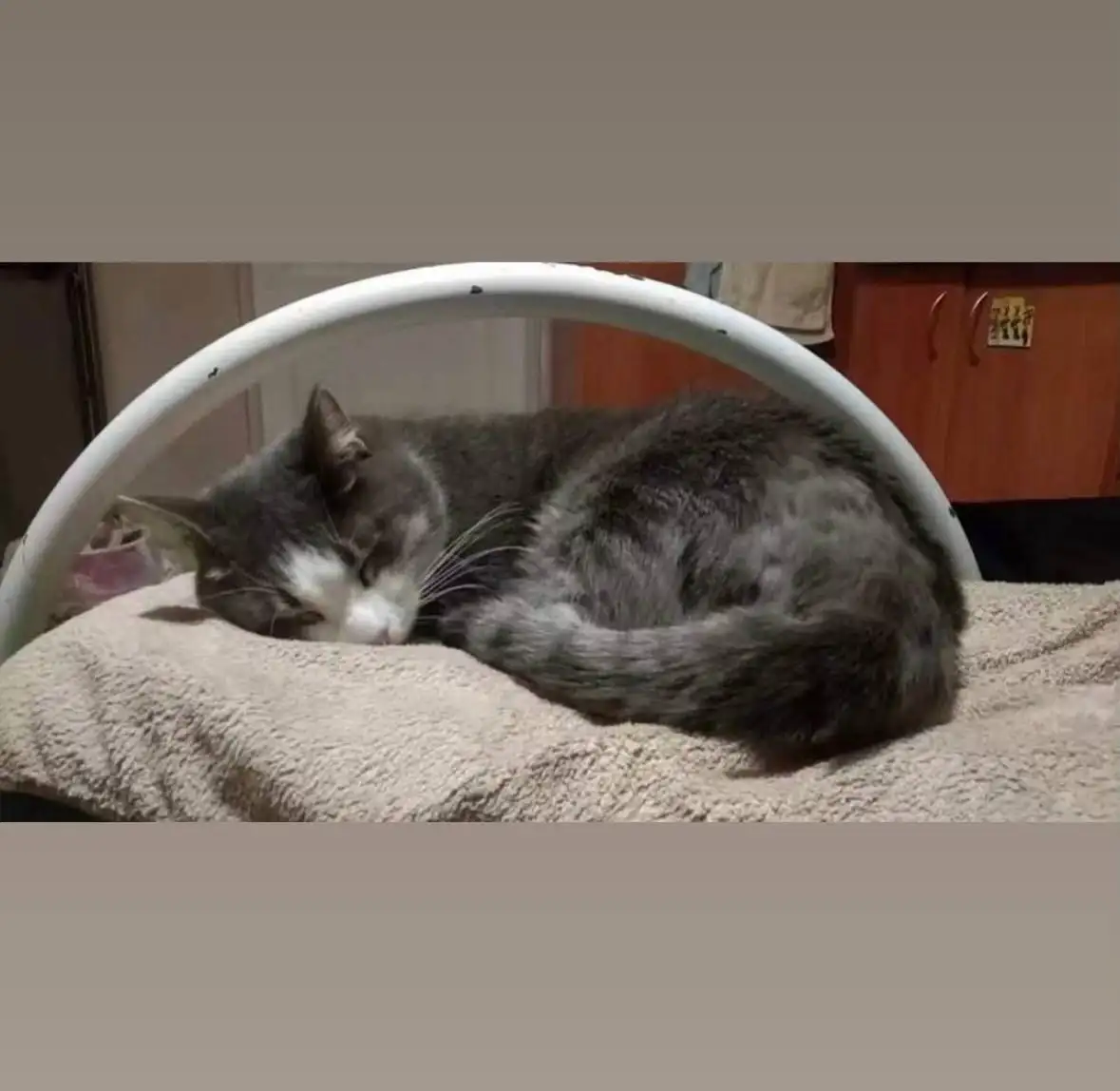 Ищу кота Момо - Потеряшки (Животные) в Иркутск