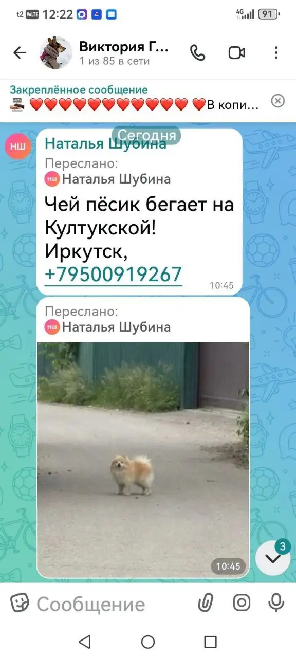 Потеряшка Иркутск Животные - Животные в Иркутск