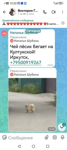 Потеряшка Иркутск Животные - Животные в Иркутск