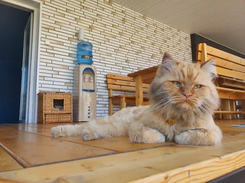Потерялся кот Лео - частное объявление в Иркутск