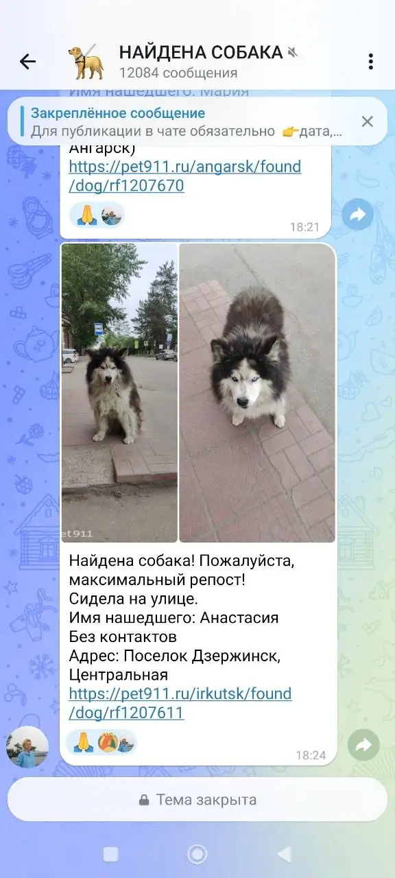 Пропал Джек Рассел терьер - Животные в Иркутск