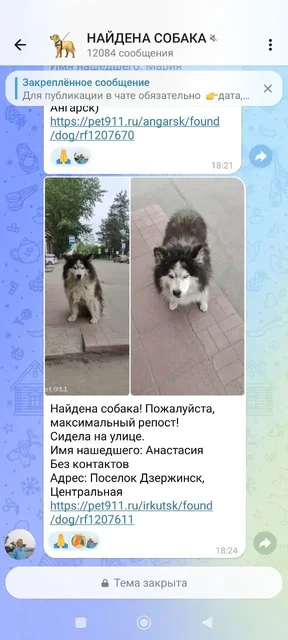Пропал Джек Рассел терьер - Потеря питомца в Иркутск