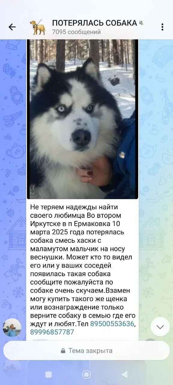 Пропал Джек Рассел терьер - Животные в Иркутск
