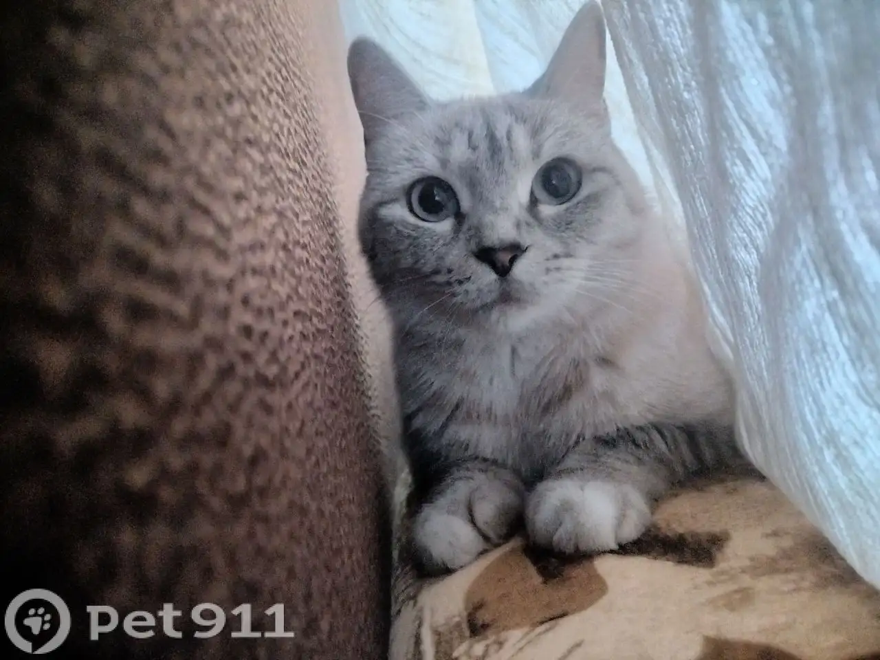 Пропала кошка! Иркутск - Пропажа животных (Животные) в Иркутск