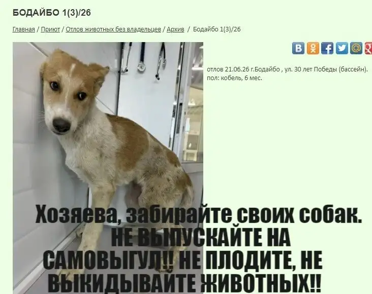 Потерявшиеся собаки, отлов в Бодайбо, находятся в приюте - Потеряшки (Животные) в Иркутск