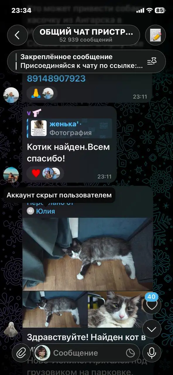 Потеряшка из Иркутска - Животные в Иркутск