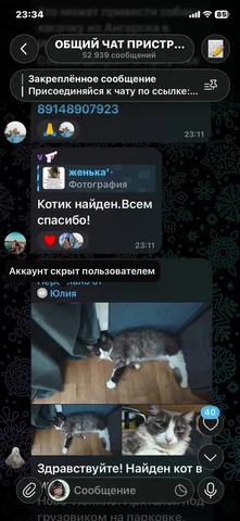 Потеряшка из Иркутска - Потеря животных в Иркутск