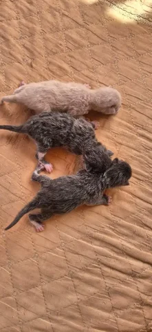 Срочно нужна кормящая кошка для котят - Потеря животных в Иркутск
