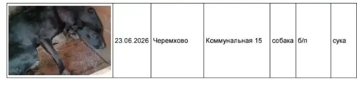 Найдены собаки в Черемхово - Потеряшки (Животные) в Черемхово