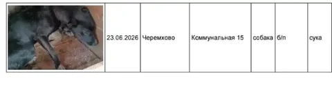 Найдены собаки в Черемхово - Потеряшки в Черемхово