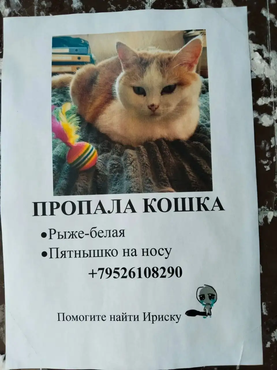 Потеряшка котенок - Животные в Иркутск