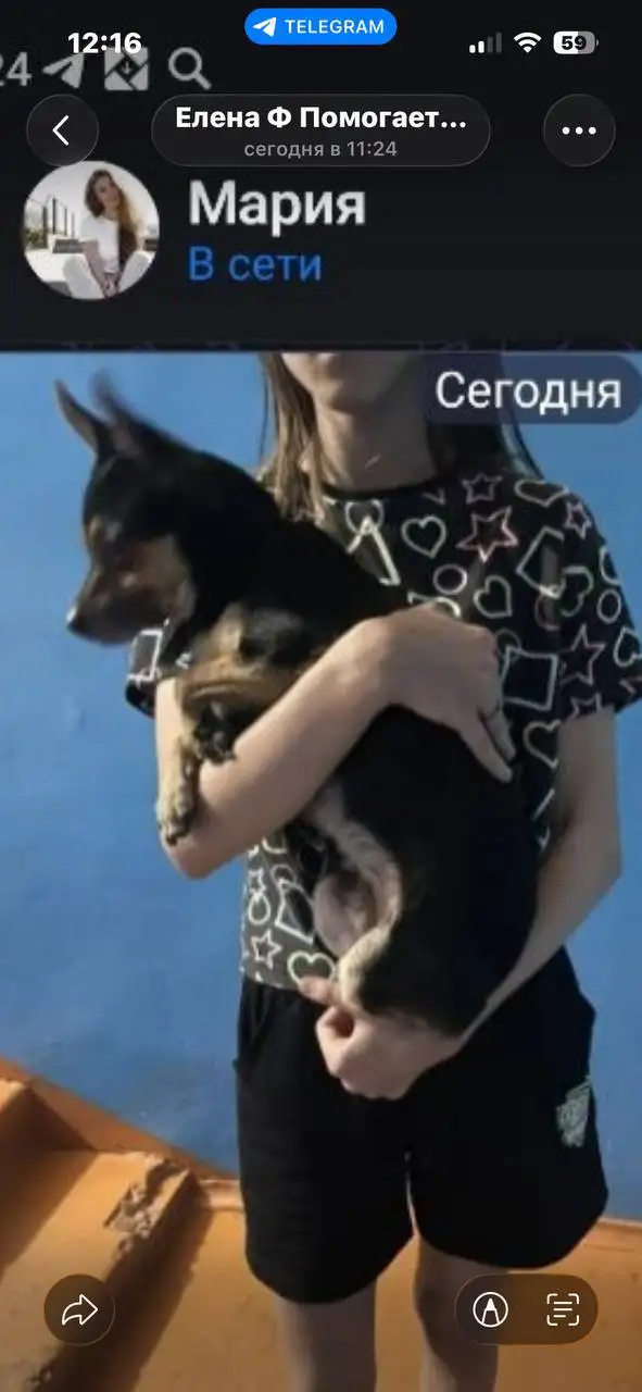 Срочно! Найдена собака на Поленова - Потеряшки (Животные) в Иркутск