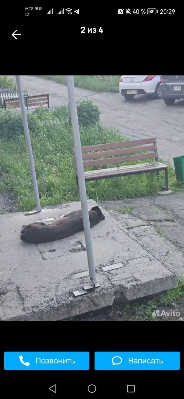 Срочно! Найден алабай в Шелехове, требуется кураторство - Потеряшки и помощь животным (Животные) в Шелехов