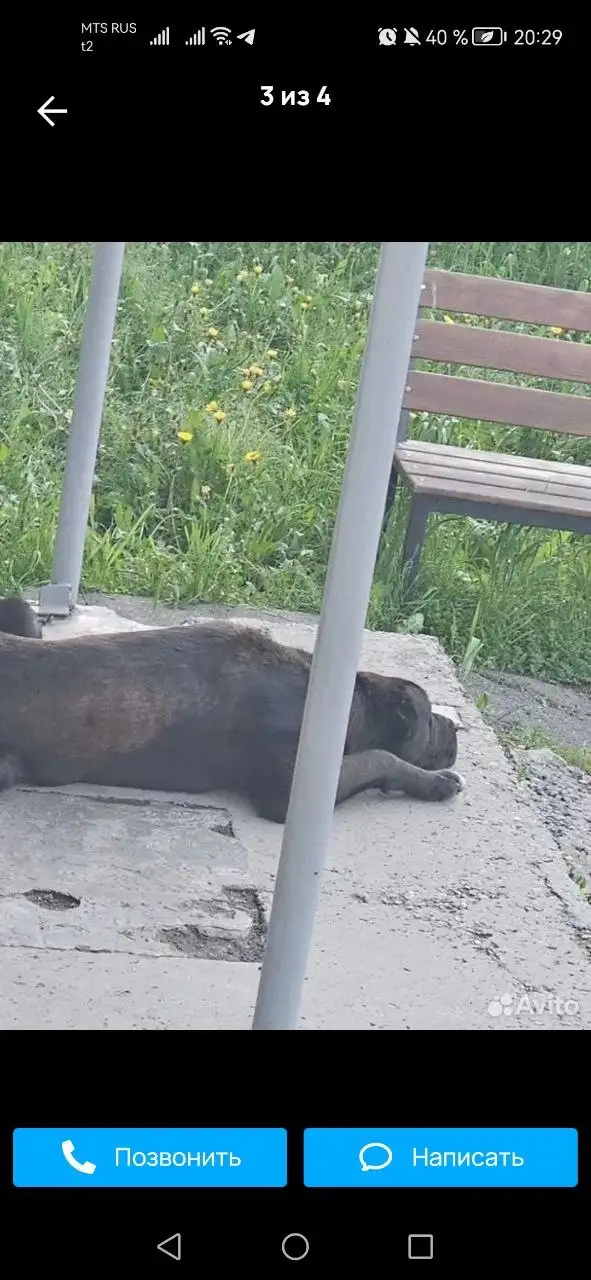 Срочно! Найден алабай в Шелехове, требуется кураторство - Потеряшки и помощь животным (Животные) в Шелехов