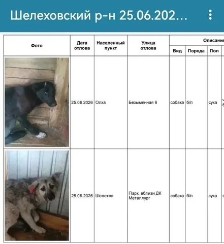 Ищем хозяев собак (Шелехов, Олха) - Животные в Шелехов