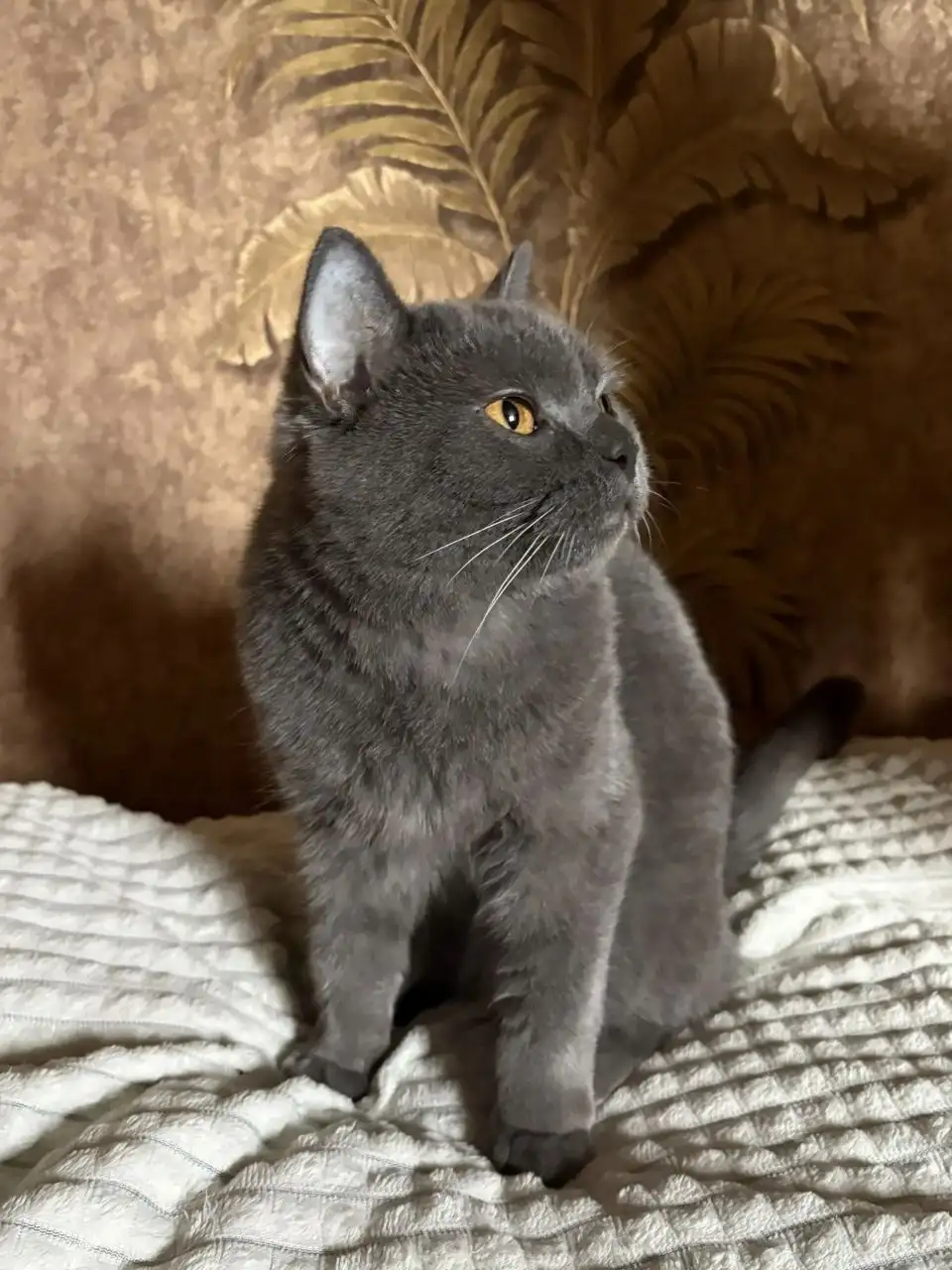 Найдена кошка британской породы в Ангарске - Животные в Ангарск