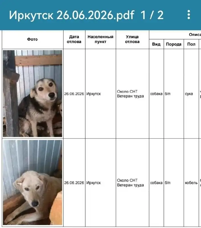 Потерявшиеся собаки в Иркутске (СНТ Ветеран Труда) - Животные в Иркутск