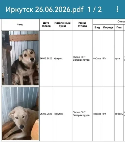 Потерявшиеся собаки в Иркутске (СНТ Ветеран Труда) - Передержка в Иркутск