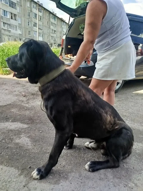 Потеряшка Иркутск: нужна помощь собаке с гноящимся глазом - Передержка в Иркутск