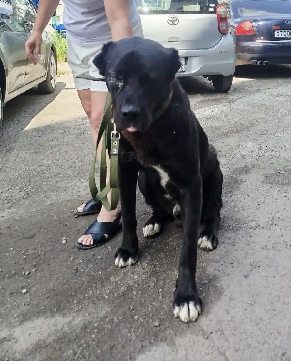 Потеряшка Иркутск: нужна помощь собаке с гноящимся глазом - Поиск хозяина (Животные) в Иркутск