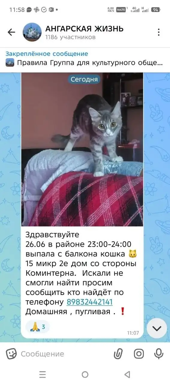 Потеряшка в Ангарске - Животные в Ангарск