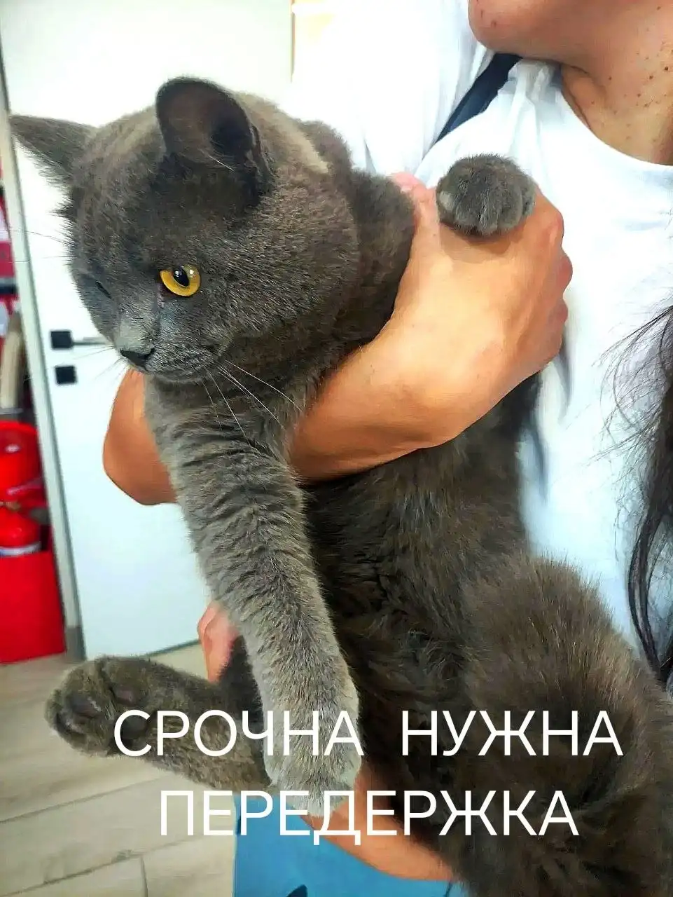 Ищу передержку для домашнего кота - Передержка (Животные) в Ангарск