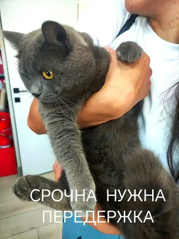 Ищу передержку для домашнего кота - частное объявление в Ангарск